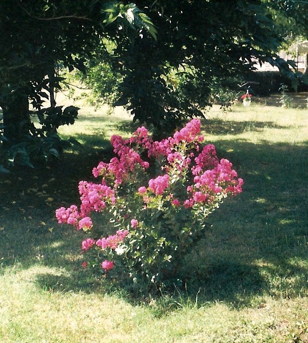 les fleurs